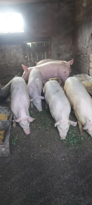 porci de casa - imagine 2