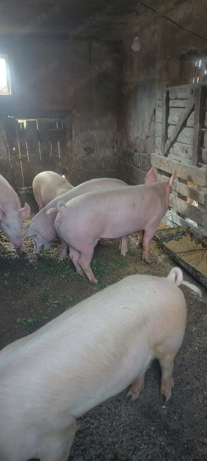 porci de casa - imagine 4
