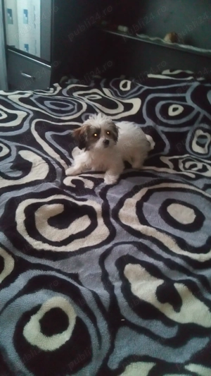 Vând bichoni maltezi mini toy - imagine 5