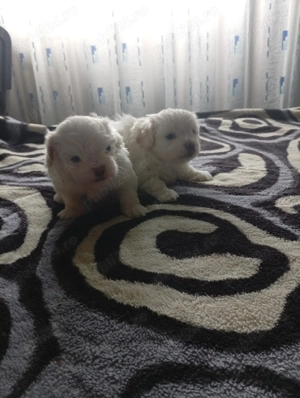 Vând bichoni maltezi mini toy - imagine 3