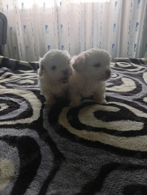 Vând bichoni maltezi mini toy - imagine 2