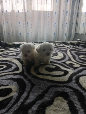 Vând bichoni maltezi mini toy