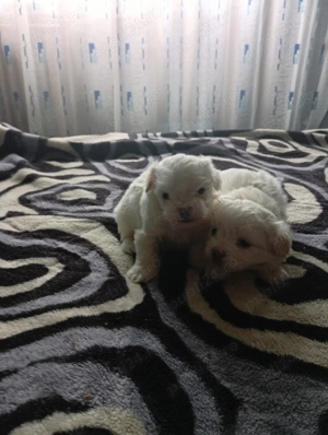 Vând bichoni maltezi mini toy - imagine 4