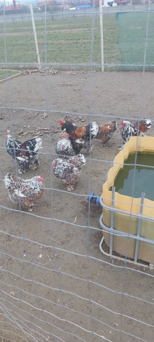 ouă brahma porțelan  - imagine 2