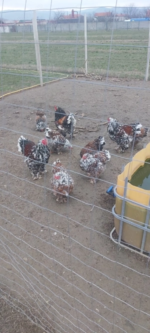 ouă brahma porțelan  - imagine 3