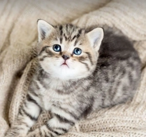 British Brown  - imagine 3