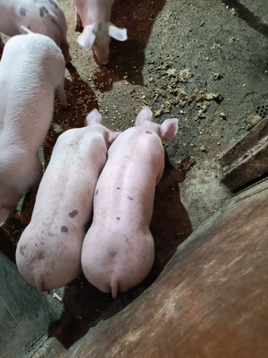 Purcei de reproducție de vanzare  - imagine 3