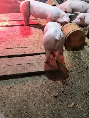 Purcei de reproducție de vanzare  - imagine 2