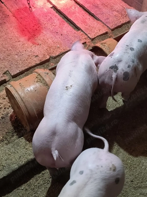 Purcei de reproducție de vanzare  - imagine 4