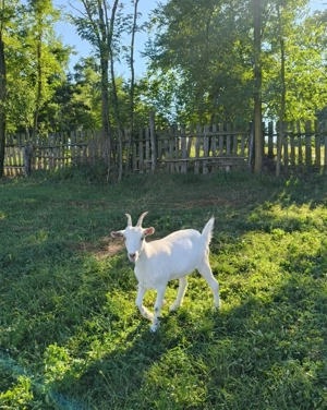 Capra Saanen gestantă  - imagine 2