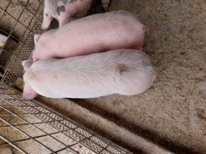 Porci de vânzare  - imagine 2