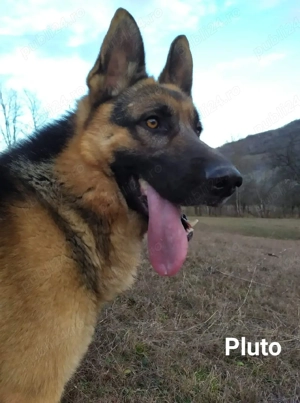 Puiuți Ciobanesc German  - imagine 4