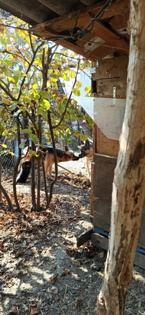 Puiuți Ciobanesc German  - imagine 5