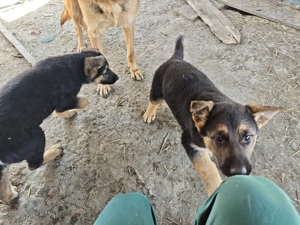 Puiuți Ciobanesc German  - imagine 3