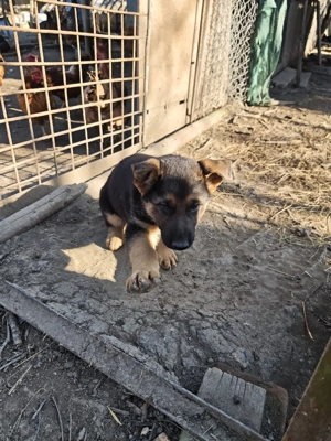 Puiuți Ciobanesc German  - imagine 2