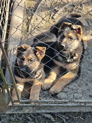 Puiuți Ciobanesc German 