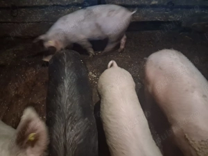 Șoldan de vânzare 5 bucăți! - imagine 4