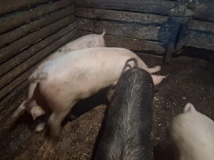 Șoldan de vânzare 5 bucăți! - imagine 2