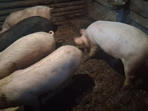 Șoldan de vânzare 5 bucăți! - imagine 3