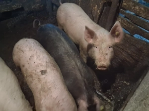 Șoldan de vânzare 5 bucăți!