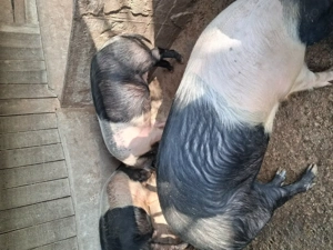 Porci bazna de vânzare 