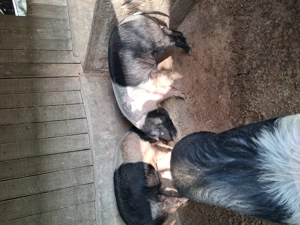 Porci bazna de vânzare  - imagine 2