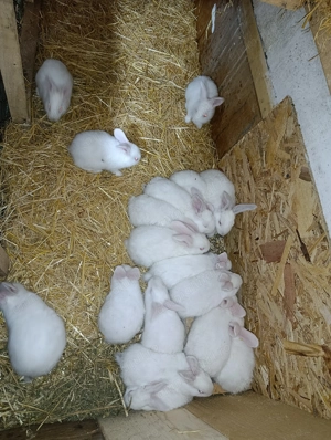 Iepuri hycole francez 