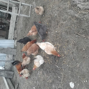 De vinzare gaini tinere  - imagine 2