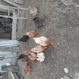 De vinzare gaini tinere  - imagine 3