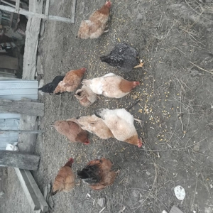 De vinzare gaini tinere  - imagine 5