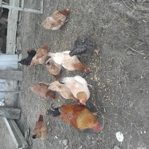 De vinzare gaini tinere  - imagine 4