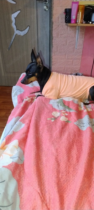 Doberman Pinscher pitic