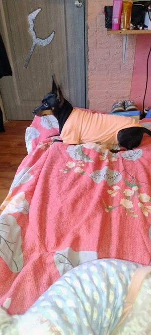 Doberman Pinscher pitic - imagine 2