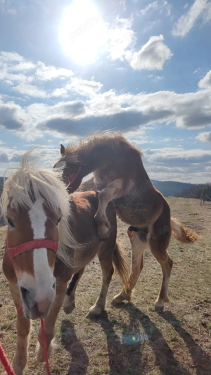 vând mânz armăsar  - imagine 3