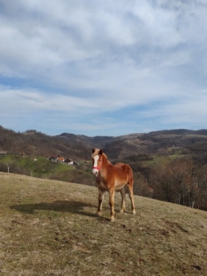 vând mânz armăsar 