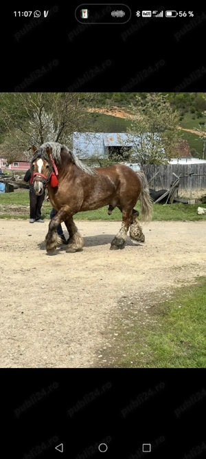 vând mânz armăsar  - imagine 4