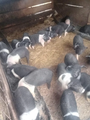 Purcei 280 lei - imagine 2