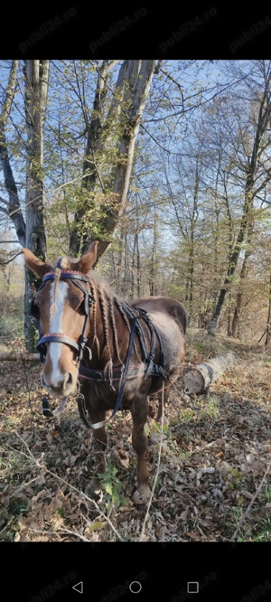 vând mânz armăsar  - imagine 5