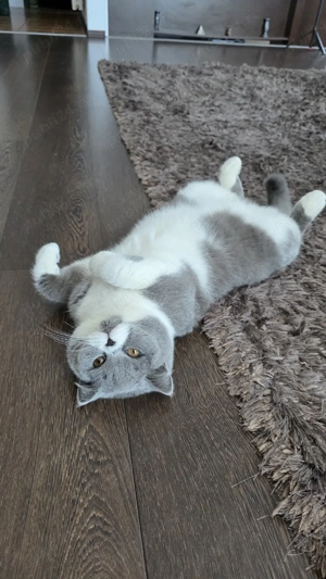 Motănel British Shorthair deosebit   culoare rară alb cu gri   10 luni - imagine 4