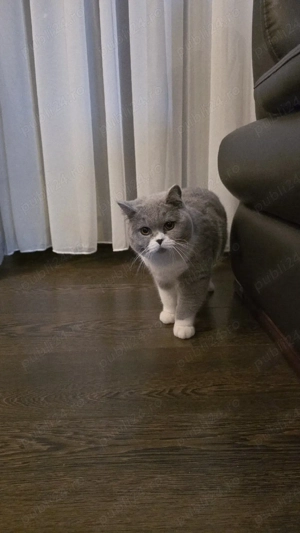 Motănel British Shorthair deosebit   culoare rară alb cu gri   10 luni - imagine 3