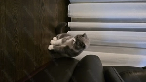 Motănel British Shorthair deosebit   culoare rară alb cu gri   10 luni - imagine 2