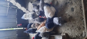 Gaini brahma  - imagine 2