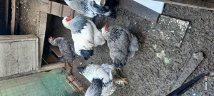 Gaini brahma  - imagine 3