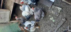 Gaini brahma  - imagine 4