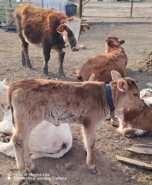 Disponibilă junincă de aproape 2 ani și vițeaua ei