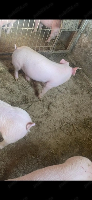 vand purcei pic - imagine 4