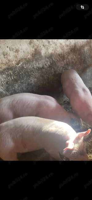 vand purcei pic - imagine 2