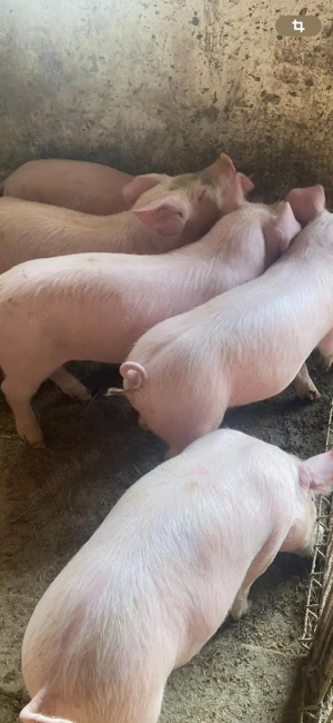 vand purcei pic - imagine 3