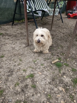 bison maltez rasă pură  - imagine 3