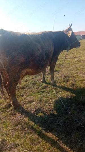 Vând vacă gestantă  - imagine 4